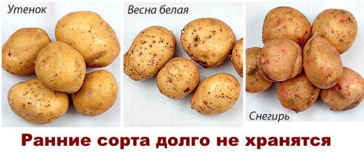 ᐉ сорт картофеля «снегирь» – описание и фото - roza-zanoza.ru