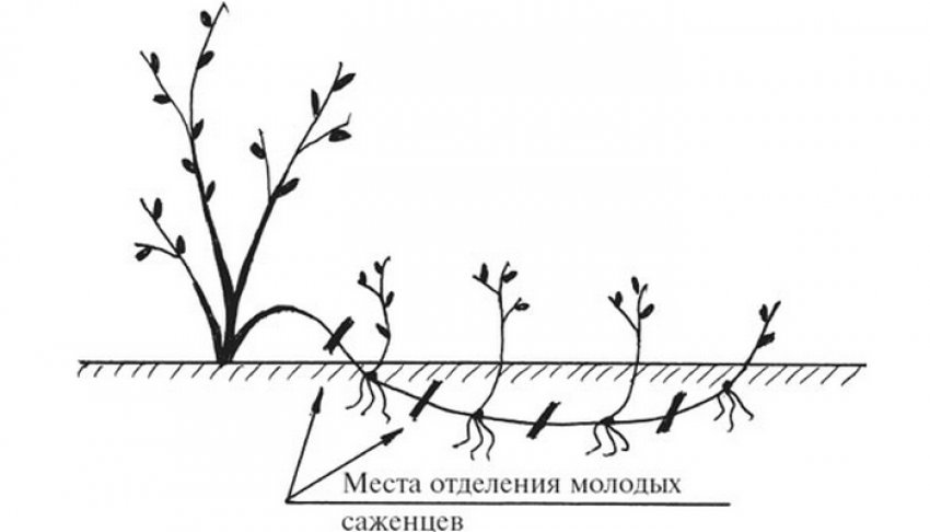 Размножения ремонтантной. Размножение малины отводками. Размножение смородины отводками. Размножение малины горизонтальными отводками. Размножение ежевики отводками.