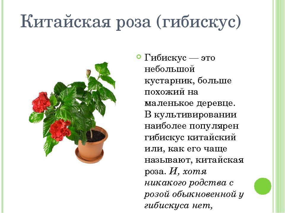 Садовый гибискус - 69 фото диких и окультуренных видов растения