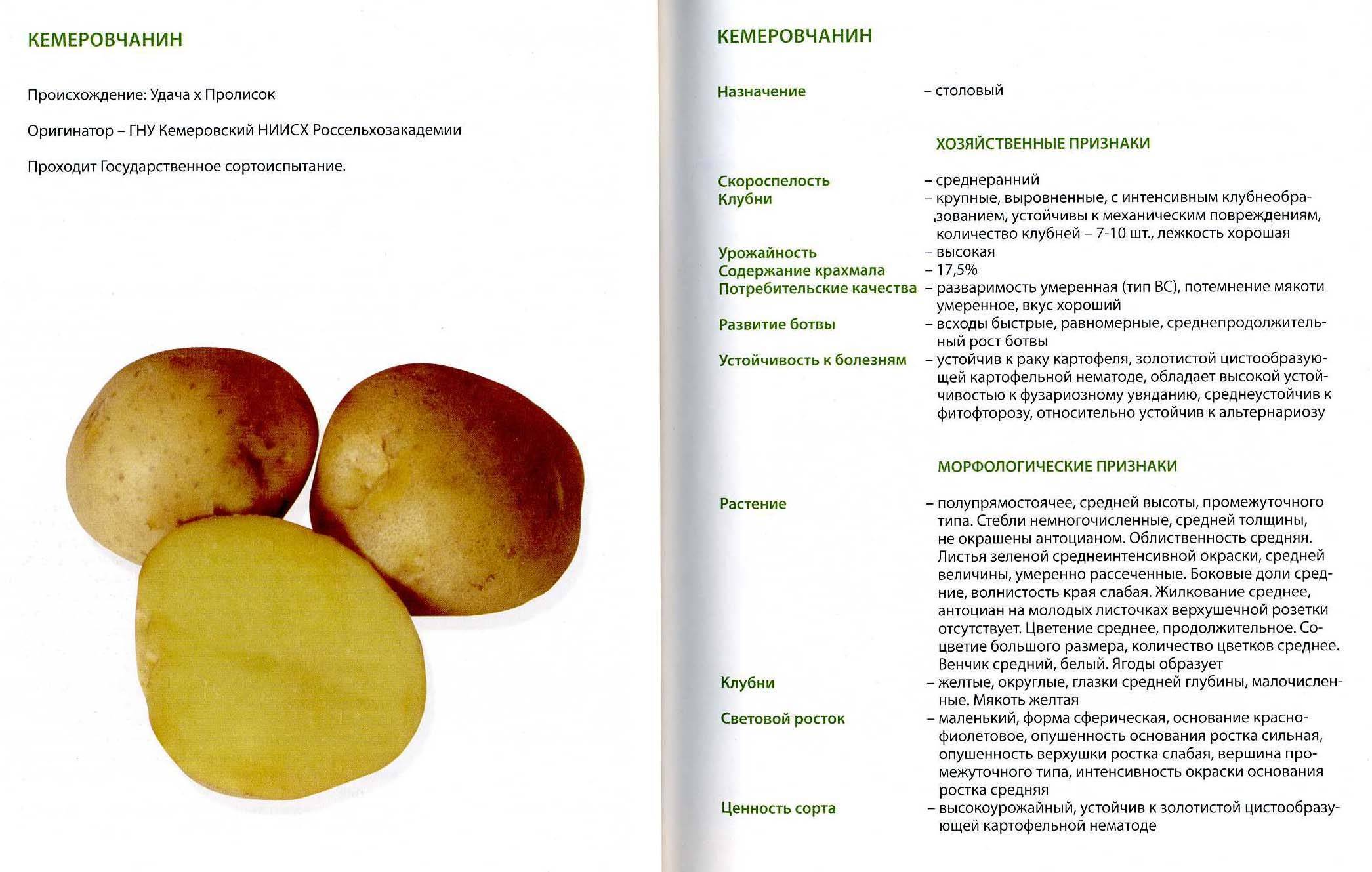 Картофель зорачка: описание и характеристика сорта, агротехника посадки и ухода