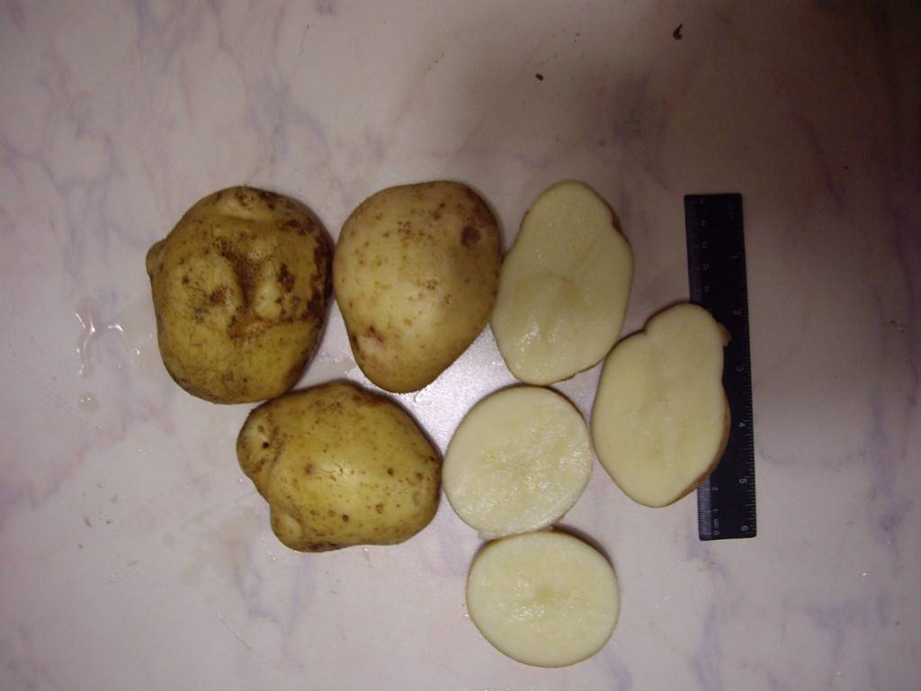 Картофель зекура: описание сорта, фото,характеристика, отзывы