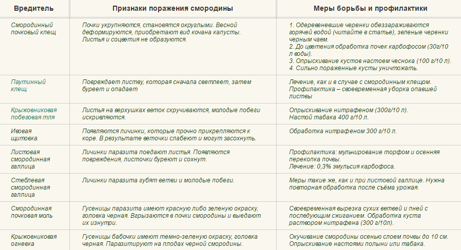 Болезни красной смородины: фото и их лечение, методы борьбы с вредителями