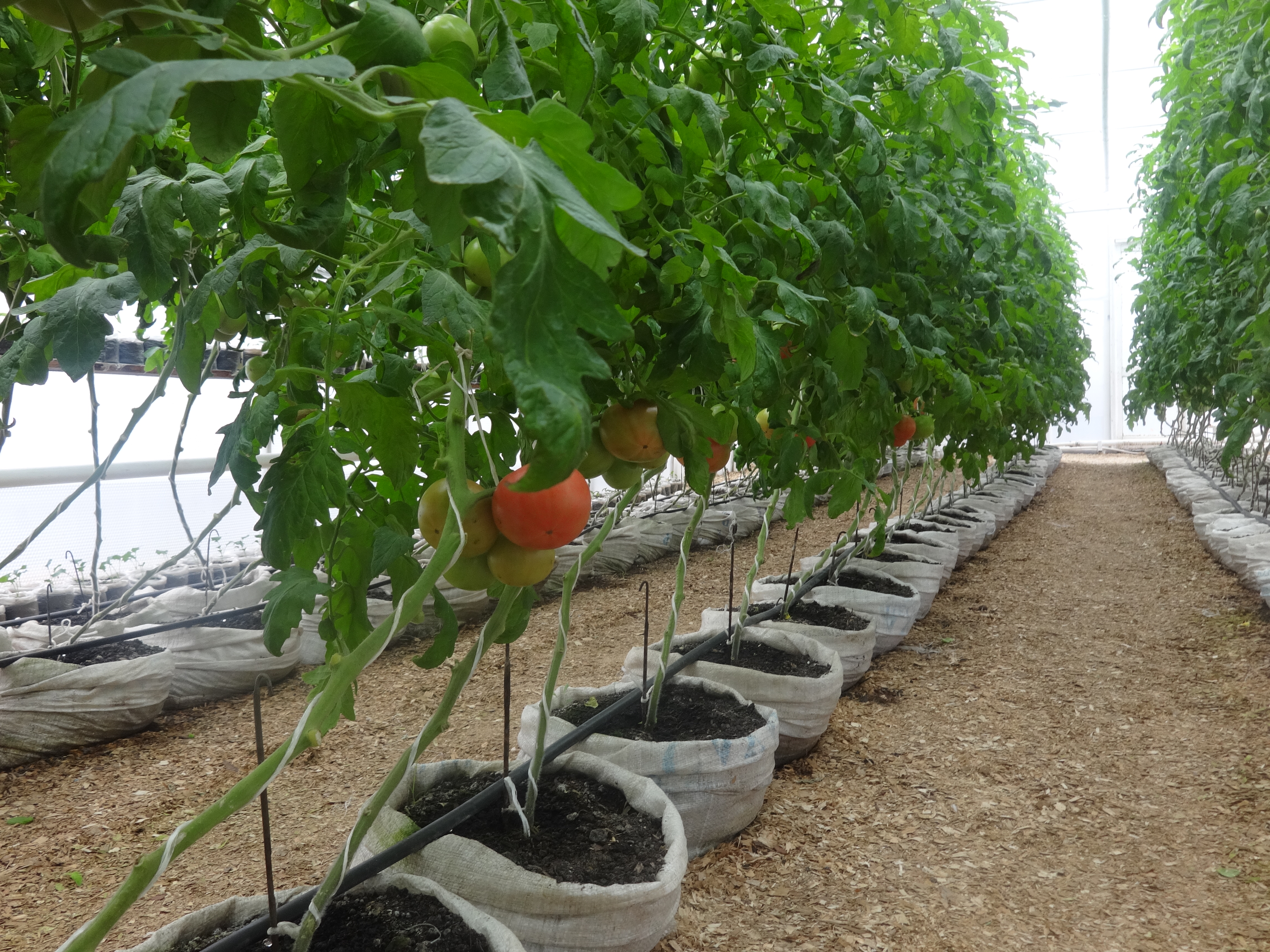 Выращивание томатов на гидропонике: пошагово, в домашних условиях своими руками