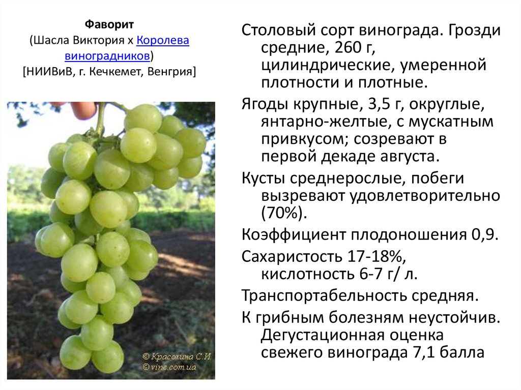 Всё о сорте винограда «юбилей новочеркасска» от особенностей посадки до фото и отзывов о нём