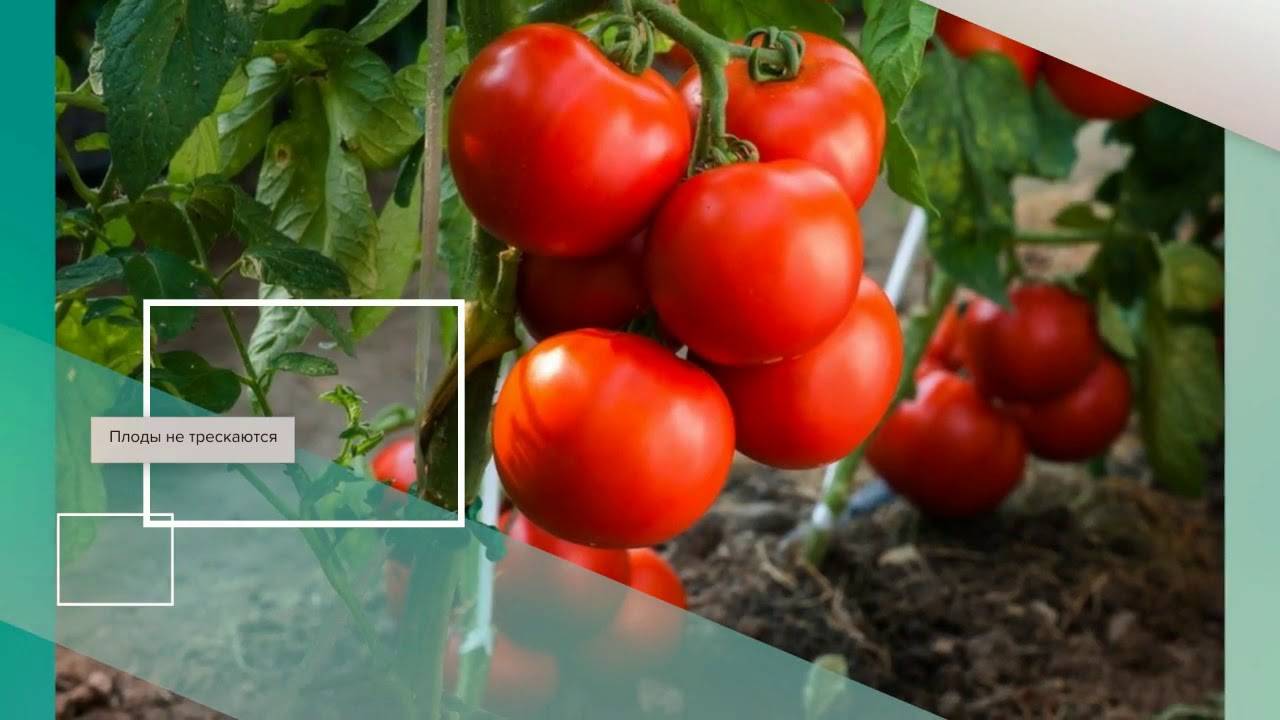 Катрина блестящая и урожайная: как вырастить неприхотливый томат. подробное описание и рекомендации