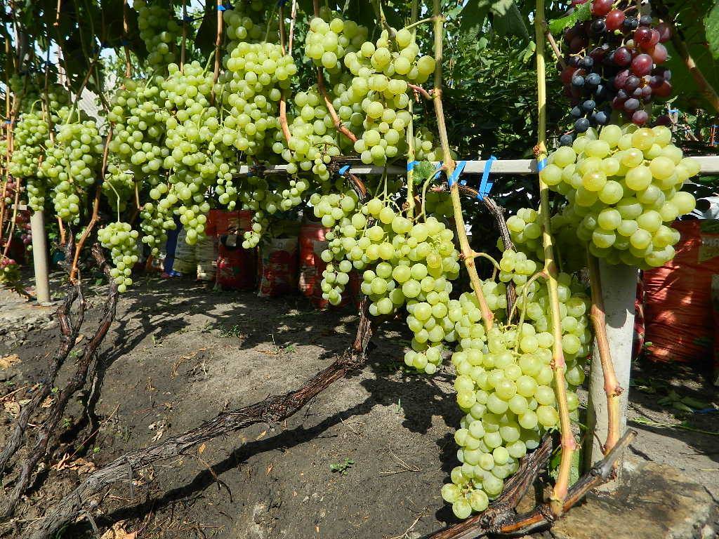 Описание сорта винограда антоний великий: фото и отзывы