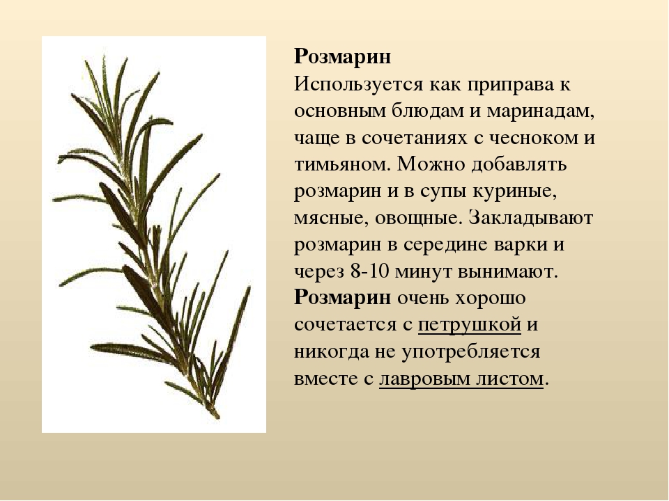 Розмарин картинка и описание