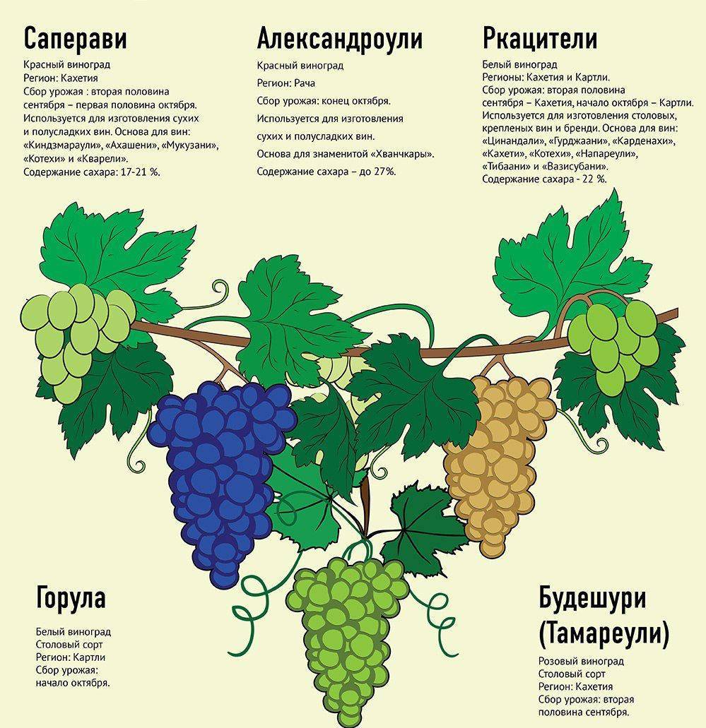 Виноград саперави северный: описание сорта, характеристики и фото