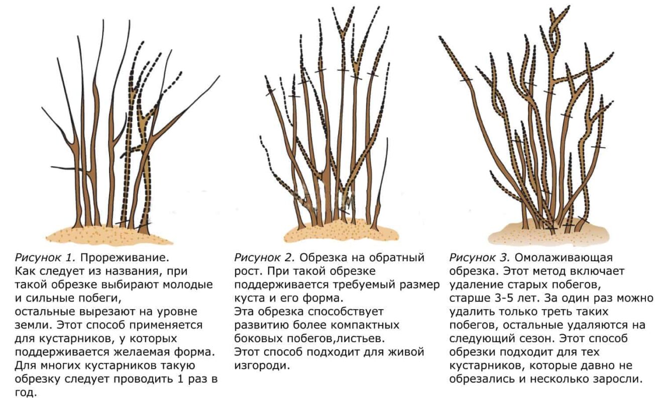 Жимолость схема обрезки куста