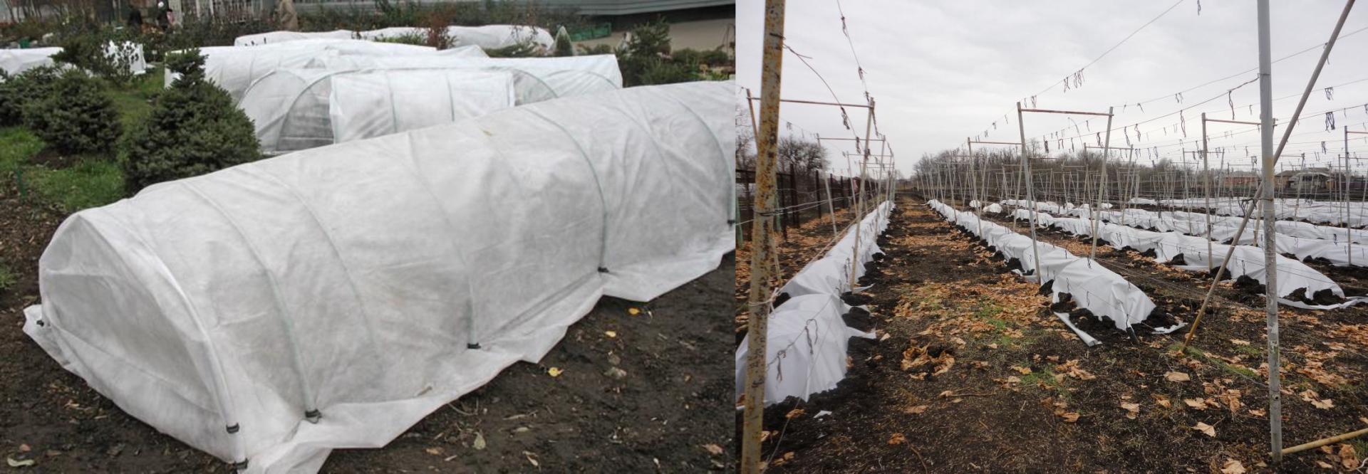 Подготовка винограда к зиме – перечень необходимых работ