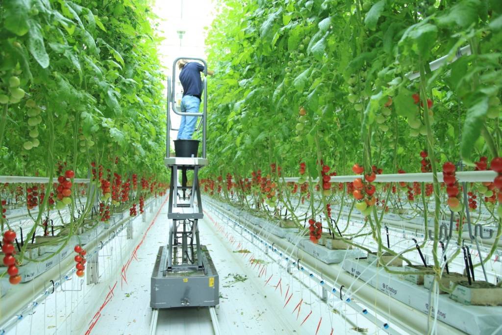 Новые технологии по выращиванию томатов в теплице и открытом грунте