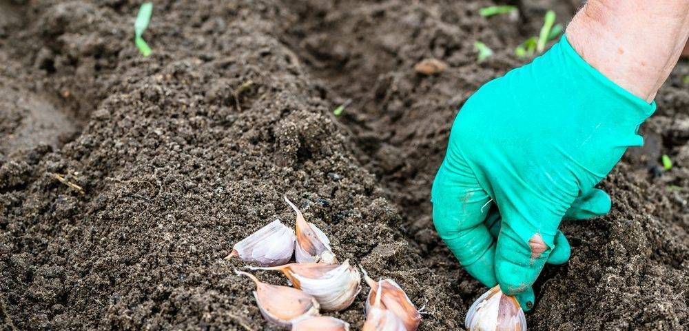 Можно ли сажать астры осенью под зиму + 3 способа посадки