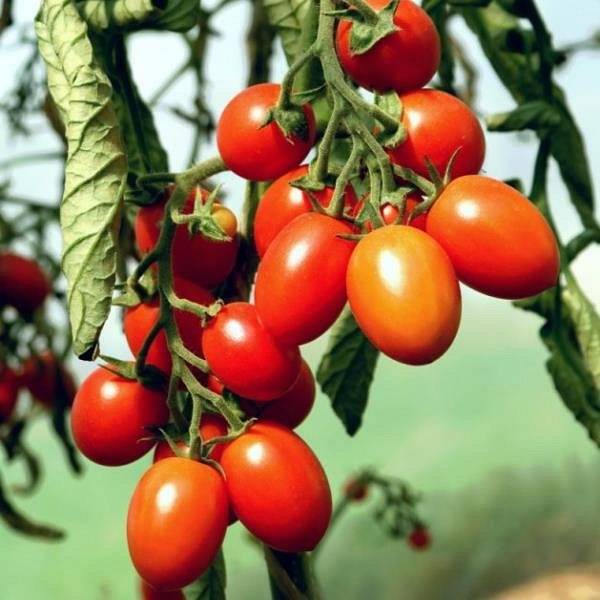 Томат суперурожайный сеньор помидор: описание, агротехника, отзывы