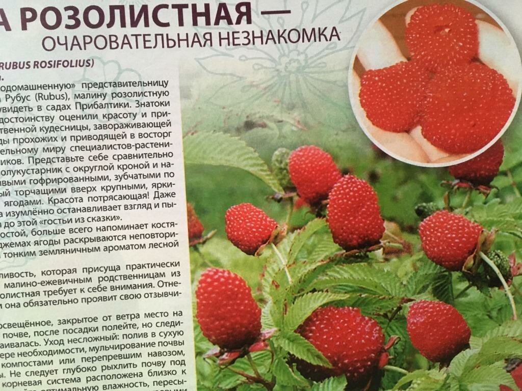 Сорт малины бальзам - описание, посадка, выращивание и уход за ягодой, защита от болезней и вредителей