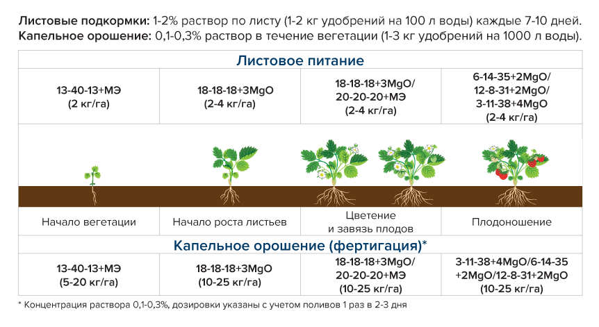 Схема посадки раннего картофеля