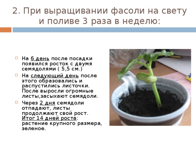 Как прорастить фасоль за одну ночь