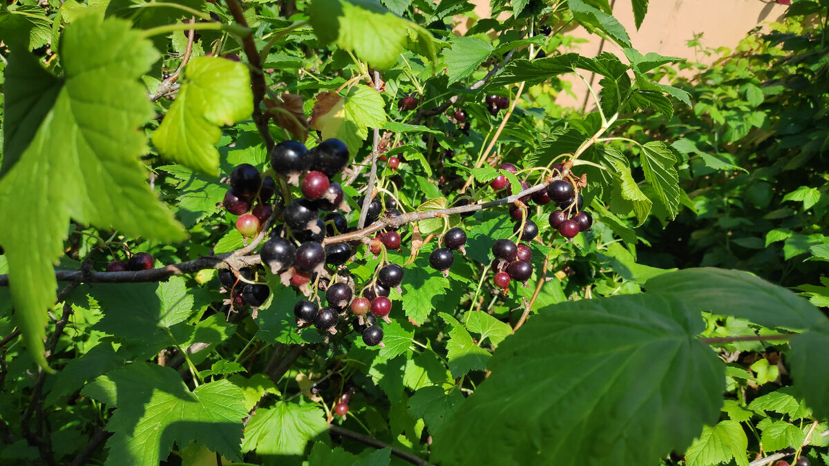 Почему не плодоносит черная смородина - 5 причин и что делать, почему не цветет и нет ягод