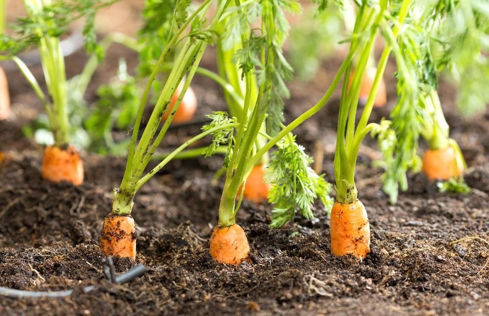 Как вырастить крупную и сладкую морковь? приёмы, агротехника, советы и секреты. фото — ботаничка