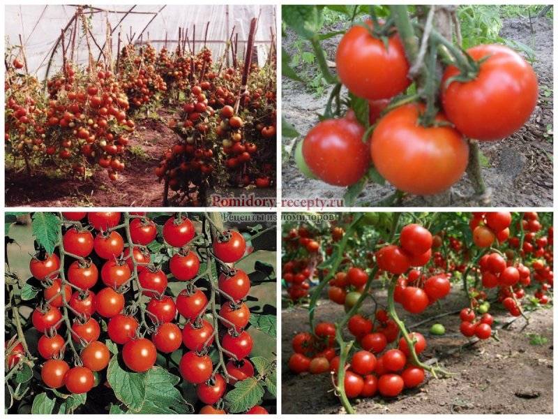 Холодостойкие сорта томатов для открытого грунта для краснодарского края кистевые, розовые, самые сладкие помидоры