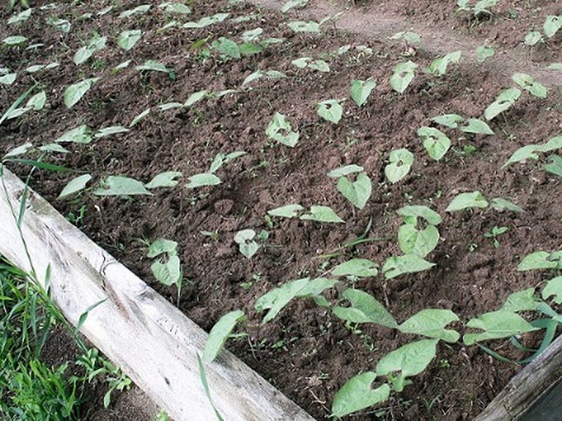 Посадка фасоли: основные правила подготовки рассады и посева бобов в открытый грунт