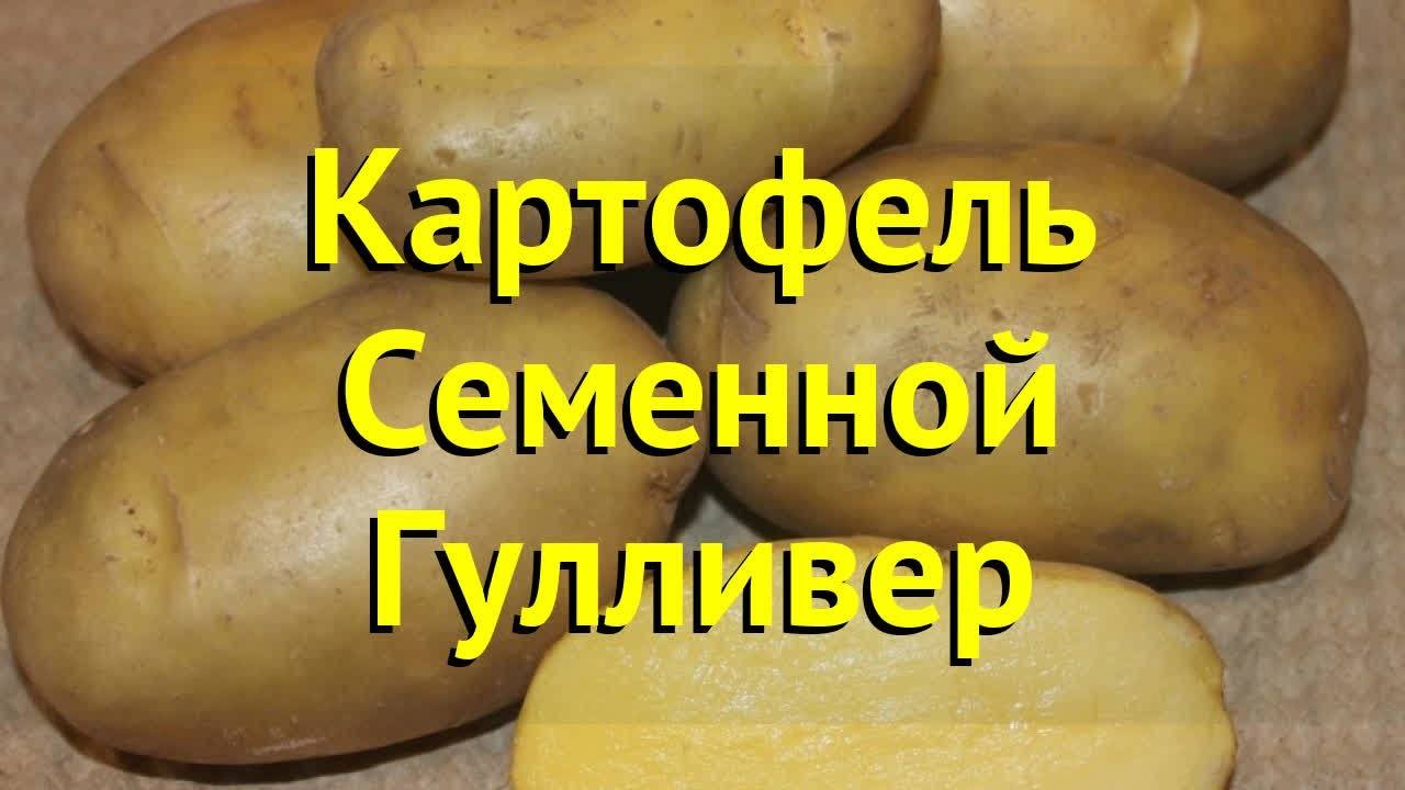 Картофель Сорокодневка Купить Семена