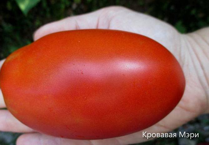 Описание томата кровавая мэри: агротехника выращивания, отзывы
