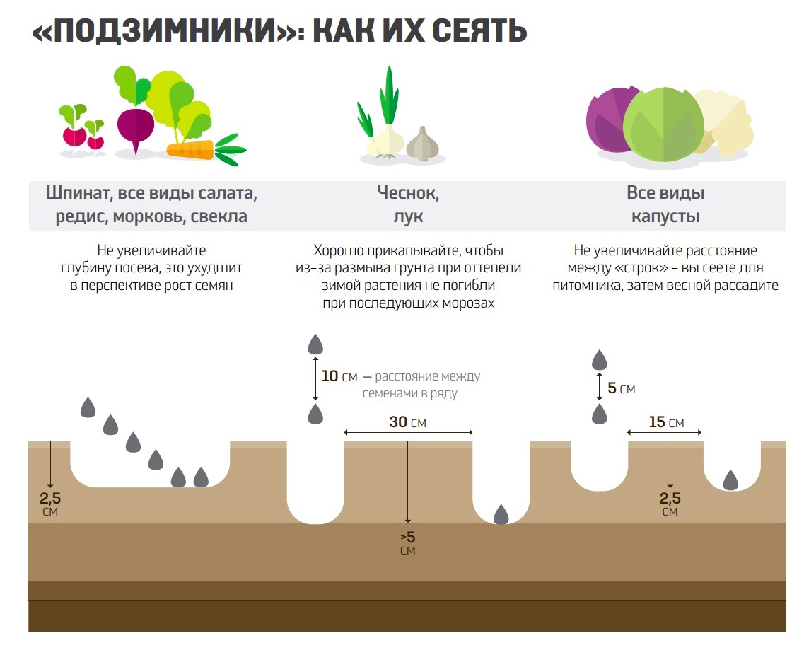 Схема посева моркови в открытом грунте в подмосковье