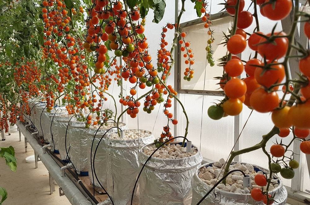 Помидоры на гидропонике: состав раствора, система своими руками для дома, сорт томатов черри