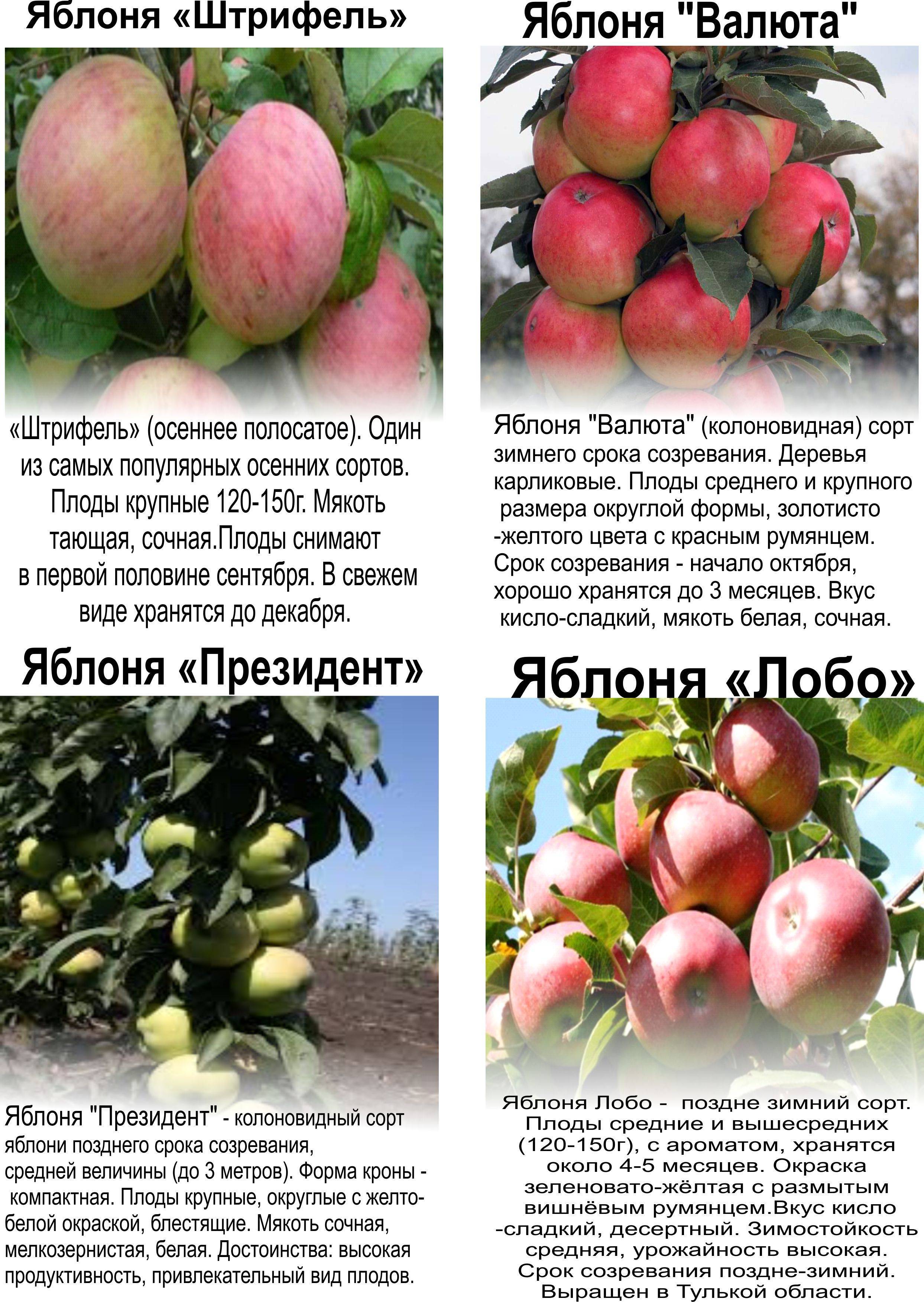 Сорт яблони московское ожерелье (колоновидная яблоня)