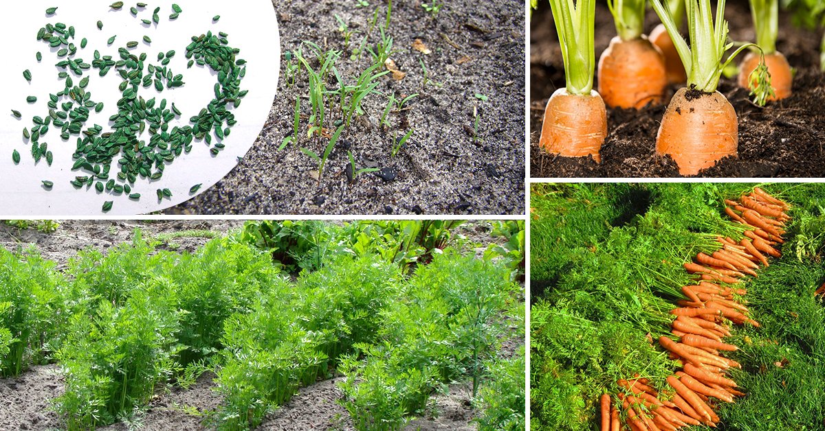 Как посеять морковь, чтобы не прореживать