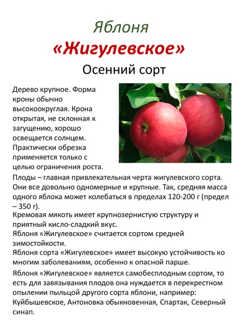 Яблоня "солнышко": описание сорта и агротехника выращивания