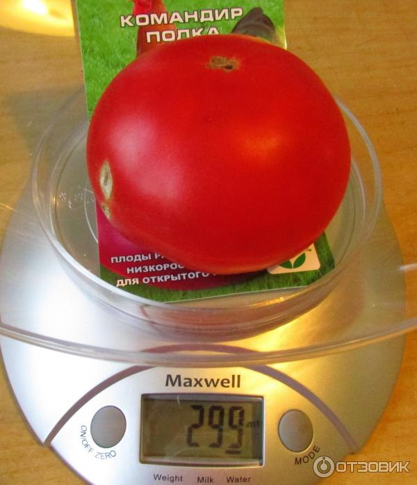 Сорт томатов «морозко»: наш отзыв, фото, описание сорта
