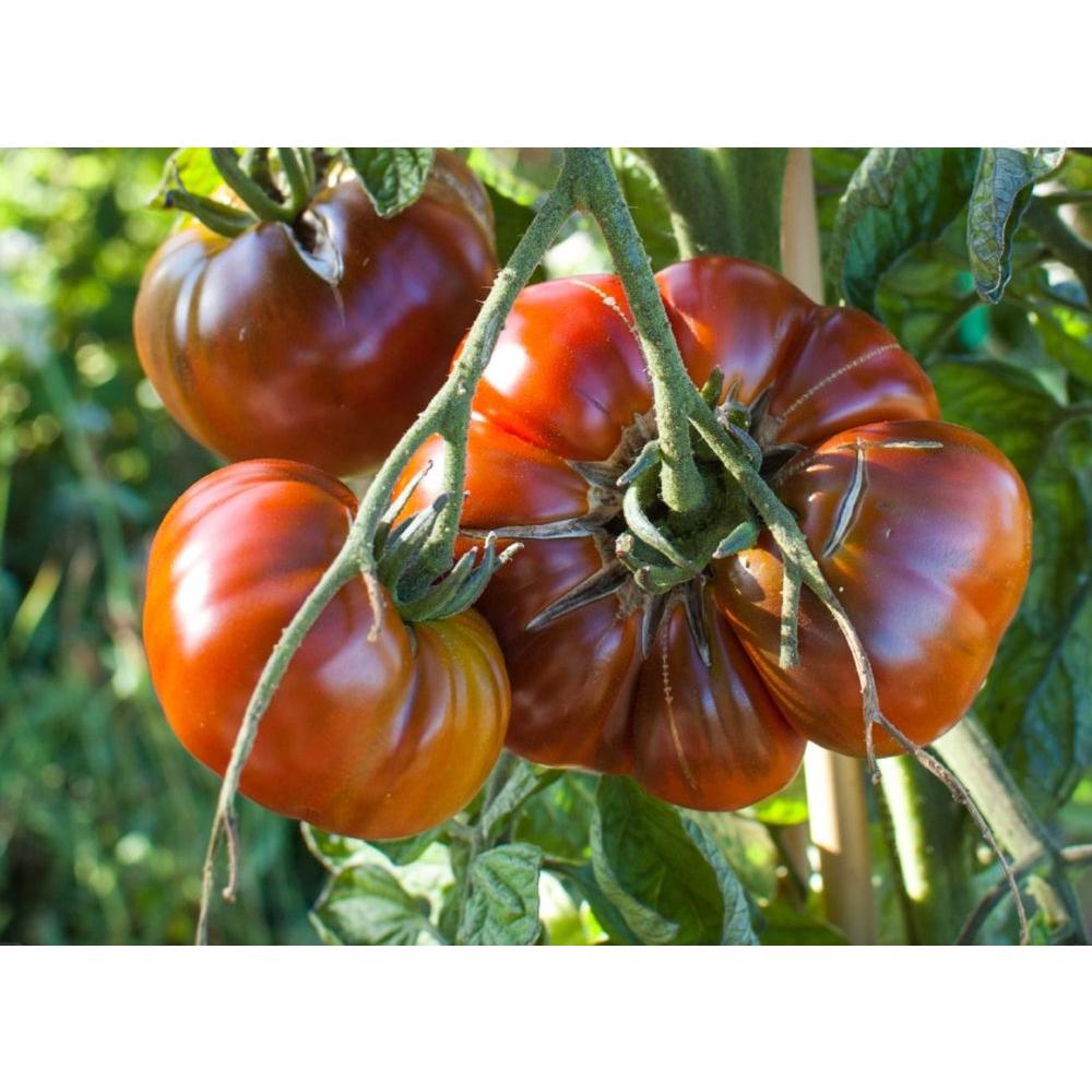 Сорт томата «поль робсон»: фото, видео, отзывы, описание, характеристика и урожайность.