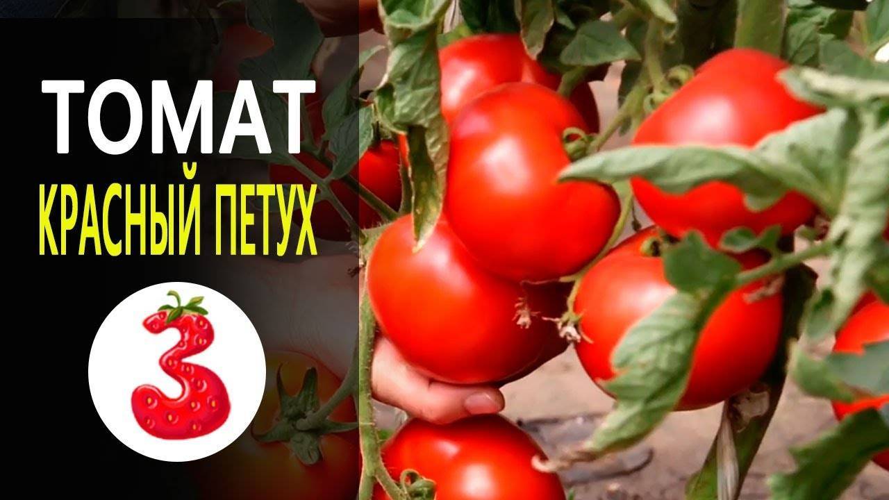 О томате красный петух: описание сорта, характеристики помидоров, посев