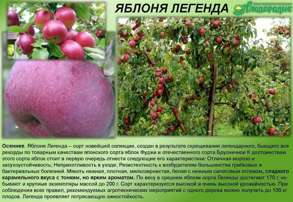 Описание и подвиды яблони сорта сахарный аркад, технология выращивания