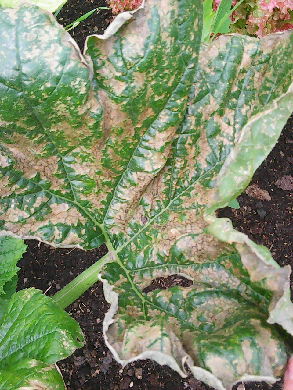 Болезни кабачков в открытом грунте: фото листьев, лечение, борьба с ними