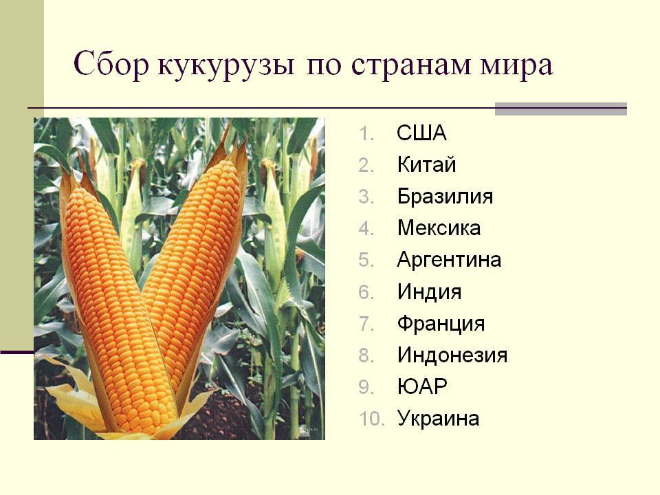 Кукуруза: фото, как растет, выращивание поэтапно в открытом грунте, выбор сортов и гибридов, посадка и уход