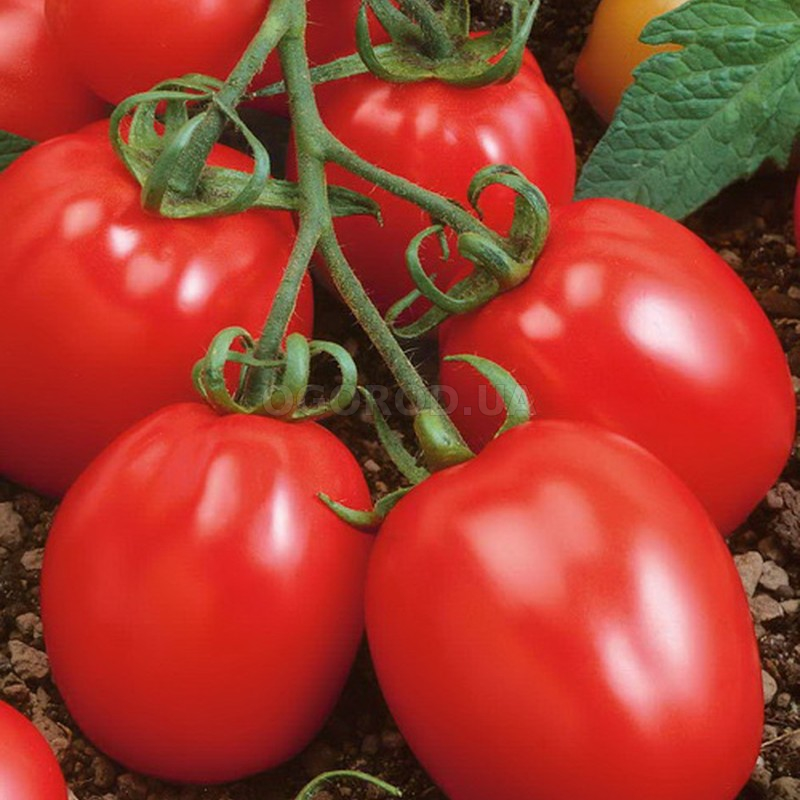 Сорт дающий урожаи дома на подоконнике — томат талисман: описание помидоров и характеристики
