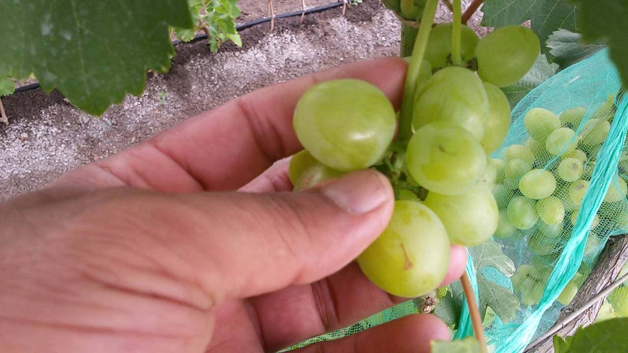 Виноград "валек": описание сорта, фото, отзывы