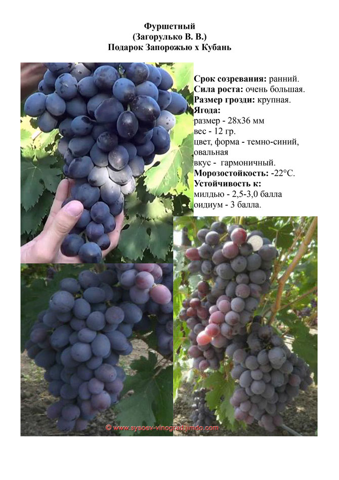 ✅ виноград фуршет. советы по выращиванию и характеристики винограда сорта фуршетный - живой-сад.рф