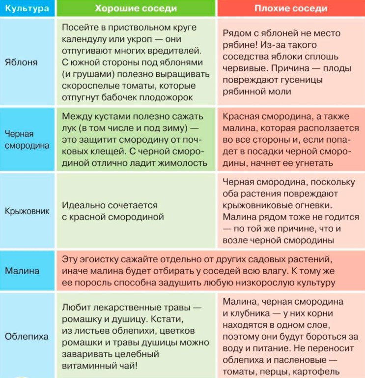 Смородина с чем рядом можно сажать. Совместимость плодовых деревьев и кустарников в саду таблица. Совместимость плодово ягодных деревьев и кустарников. Таблица совместимости плодовых деревьев и кустарников в саду таблица. Совместимость посадки плодовых деревьев и кустарников в саду.