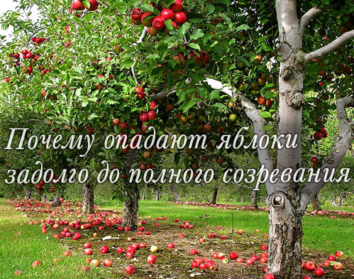 Почему яблоня сбрасывает плоды до их созревания: причины и решение проблемы, что делать