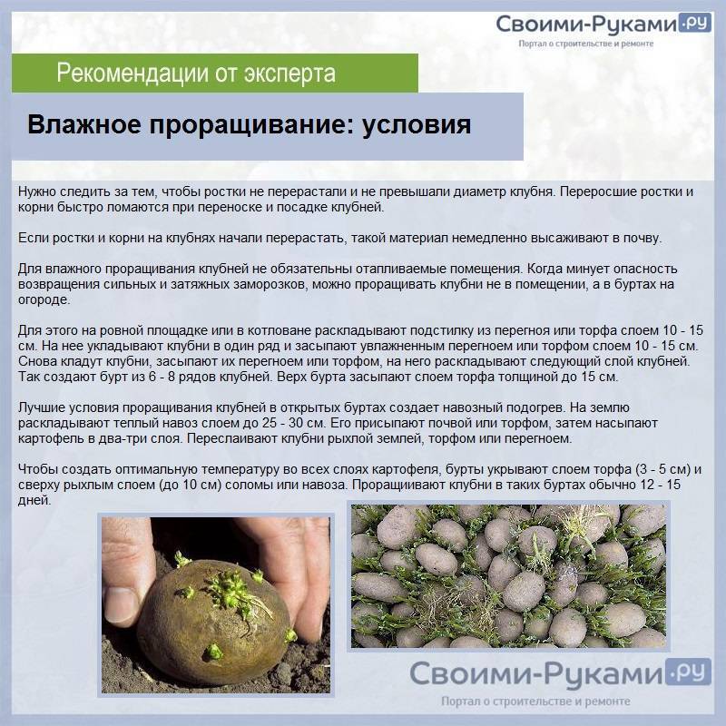 ᐉ картошка не взошла – причины и методы устранения проблемы - roza-zanoza.ru