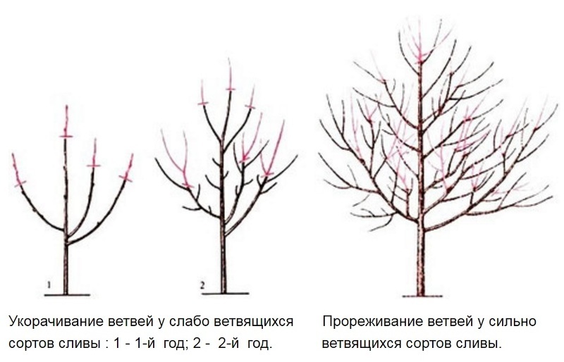 Обрезка сливы весной схема