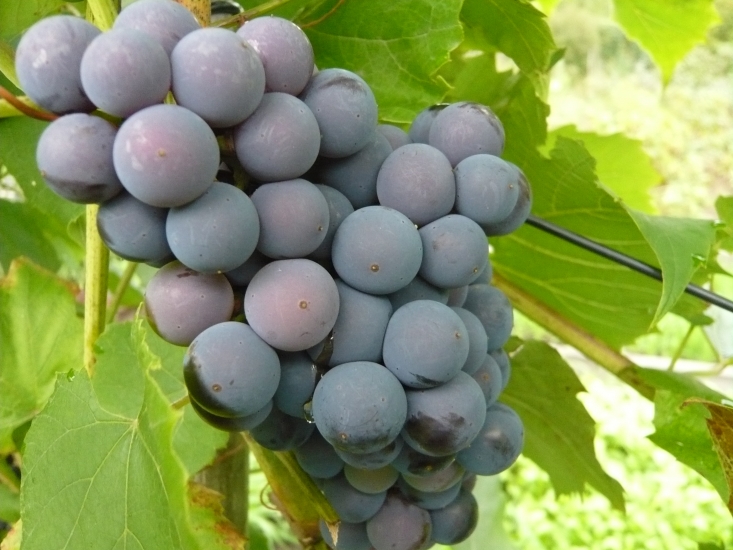Сорт винограда загадка шарова фото и описание