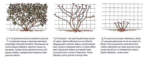 Клематис жакмана: описание, посадка и уход, отзывы + фото