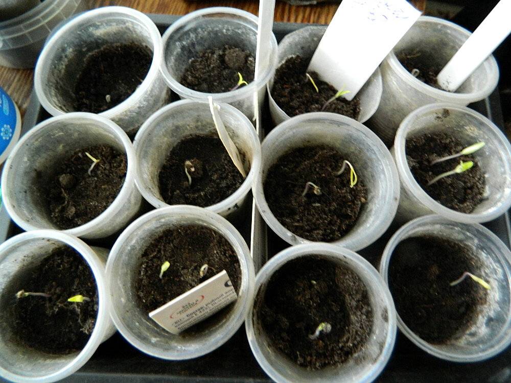 Как правильно сажать семена томатов на рассаду: пошаговая инструкция для начинающих
