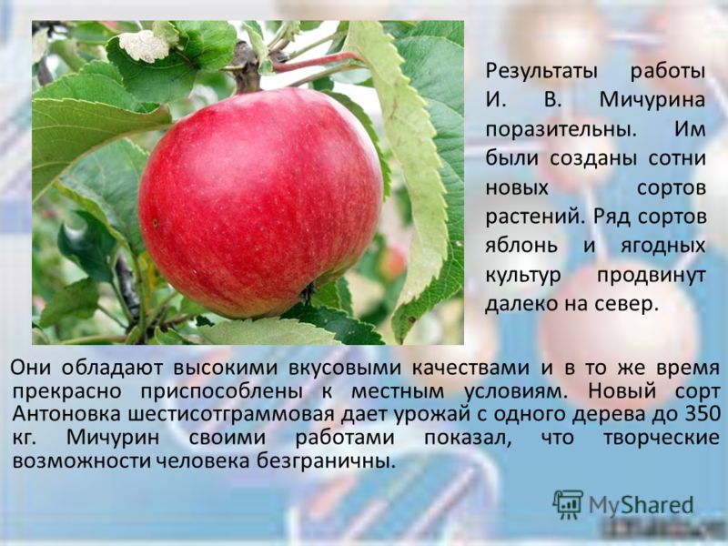 Яблоня макинтош: описание и характеристика сорта, особенности посадки и ухода, фото
