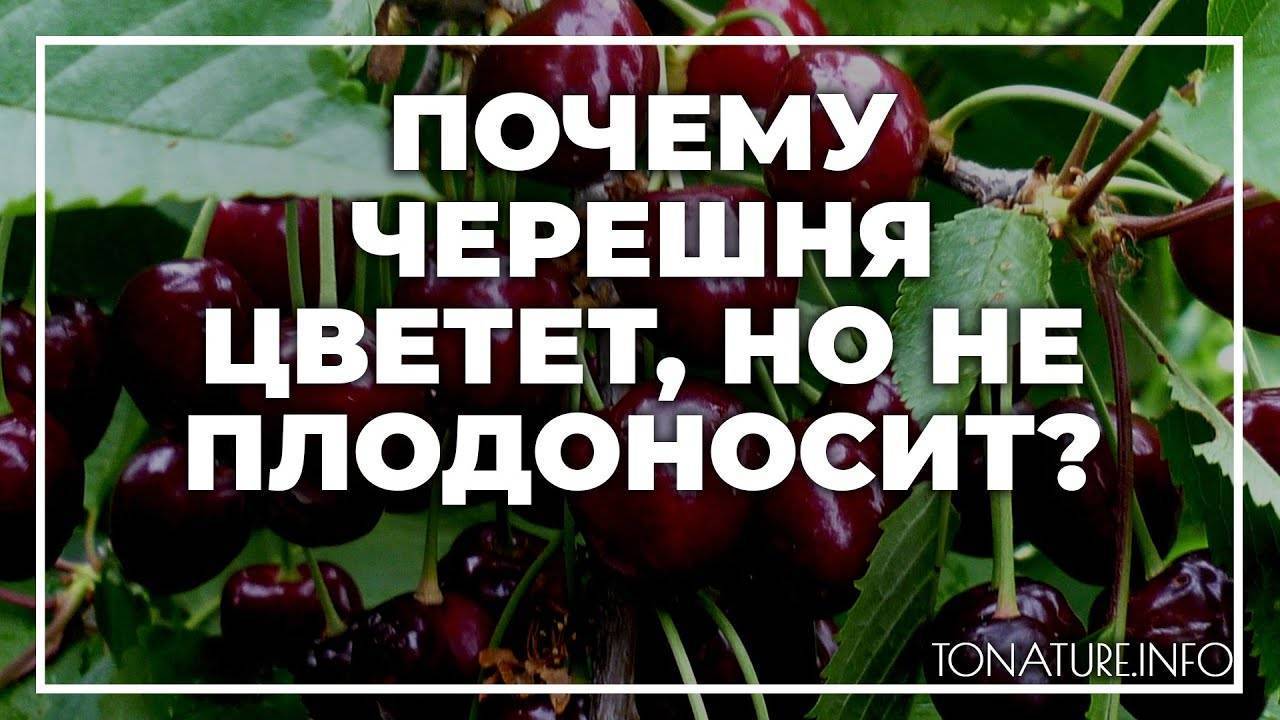 Почему не плодоносит слива и вишня | zelenysad.ru