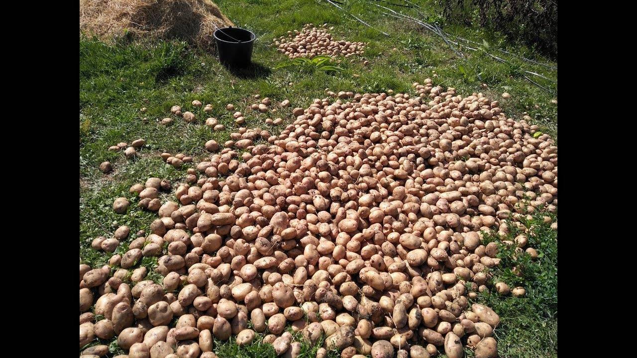 Какова урожайность картофеля с 1 га и как её повысить